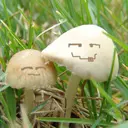 也许ぉ没有也许