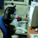 狼护士
