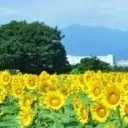 董忆芳