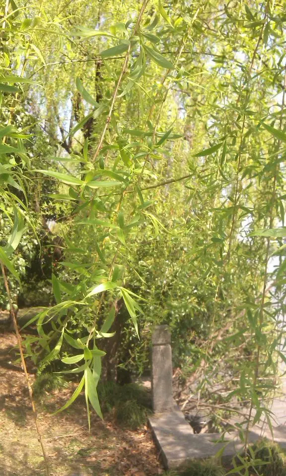晓番茄的主播照片