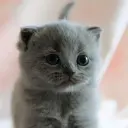 ❤❤小尾巴
