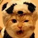 卐小卐熊卐猫卐