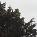 春落梅枝头