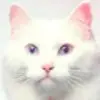 随波逐流r9