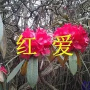 ╰红♥爱☞行者