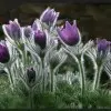 樱挑花