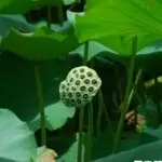 我心飘摇