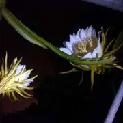 ◇雄风◇