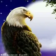 鹰唯爱你