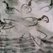 蓝蓝天堂