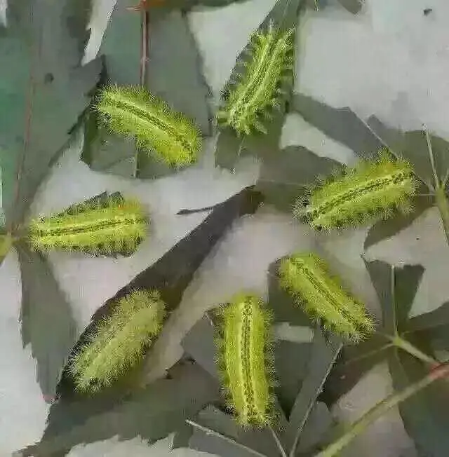 感冒停播一天的主播照片