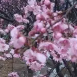 ♥♥子龙♥♥