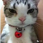 开飞机的舒克，。。