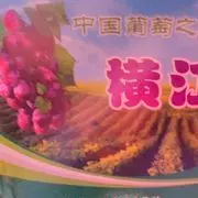 吉安横江葡萄