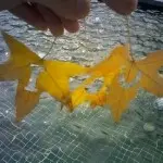 楼玖玖