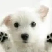 ✿✿灬开心赤龙♫つ