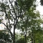 风吹落叶归