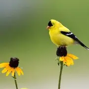★言必信★