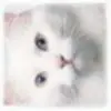 情动不如心动