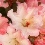 ♛花飞湮灭♂