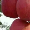 **清风**h