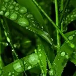 ♪绿歌﹠听雨