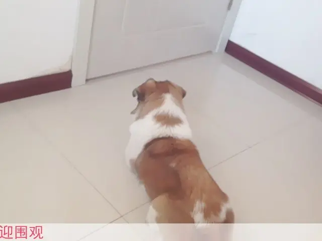 ━━━╋うMC九琦的主播照片