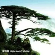 飞来仙树