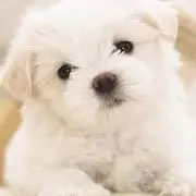 清沫秋风