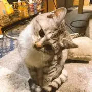 我会飞的欧
