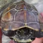 没币说话不硬气