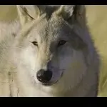 孤狼的天空