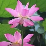 蛋蛋的悠闲