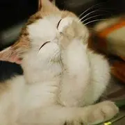 虎林小妖（没啥）