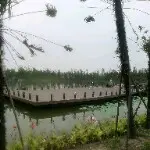 玫瑰不会开