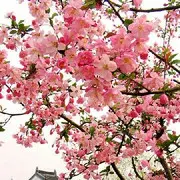 错过就没有