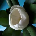@随风飘落