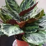 微信_6978107