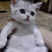 花哭花瓣飘
