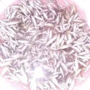 海啸如龙