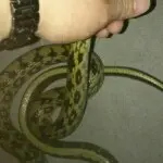 ゞ悠乐★蝶恋花つ的主播照片