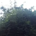 黑粉，爱国，不用苹果