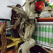 崖柏世界