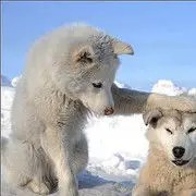 【王林】