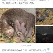 尊严和好如同