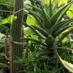 风之魅