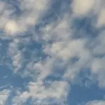 蓝色香菇