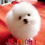 狼丢丢