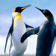 I点点I