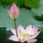 荷叶华哥